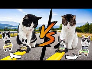 Paw Power: Cat Drag Racing Championship!
