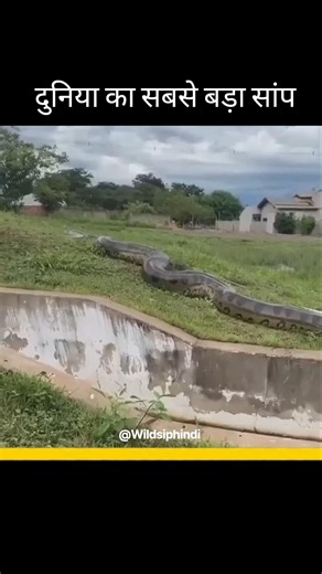 Green anaconda🐍 #shorts #animals #facts #wildlife #greenanaconda