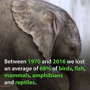 🐦🐺🐝 One million species are at risk of extinction around the globe. On World Wildlife Day, watch our video to learn about the EU's work to protect biodiversity 👇 | European Parliament