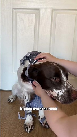 Dog Harness Fitting Guide