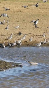 208K views · 456 reactions | A fox catch pigeon hunting meal river #reelsvideoシ #reelsviralシ #viralreels #animal #animalcrossing #animalphotography #reels #trend #viralvideos #pigeon #fox Traveling of adventure | Traveling of adventure | Facebook