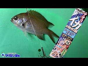 People who can't catch bigfin reef squid are doing it wrong. Just changing ◯◯ will change your ca...