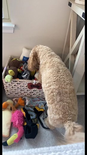 Truly takes her toys very seriously 🤣😂 #goldendoodle #minigoldendoodle #whereisit #dogtok