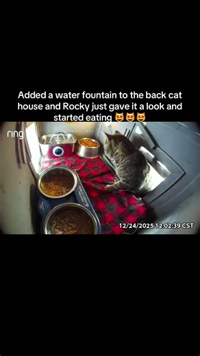 Opossum Feeding Tips with Water Fountain Setup