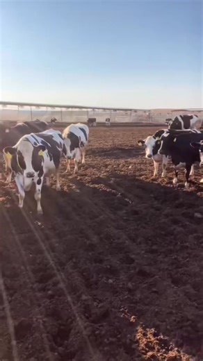 Every cow is different, but if you see someone hugging or petting a cow, it’s not because all cows enjoy that kind of attention. That bond was built over time through trust, patience, and consistent, respectful handling. Cow cuddles might look adorable (and they are!), but they’re not natural behavior for most cattle. It usually takes training and positive experiences for a cow to feel comfortable being that close to people. #dairy #cows #cowcuddles #cowhugs #training #animalbehavior #respectani