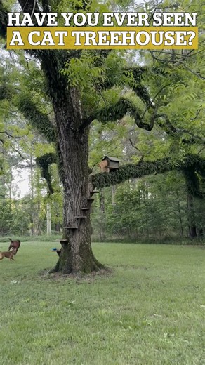 107K views · 644 reactions | Treehouse or cat hotel  | VT | Facebook