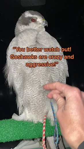 Beautiful and Fearless: The Majestic Goshawk in Falconry