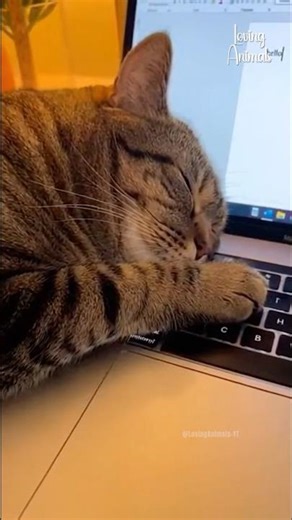Cat Falls Asleep on Keyboard and Breaks Word