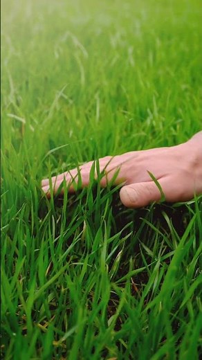 🌱 Healthy Lawns Start With Proper Care