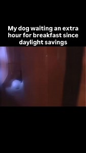 19K views · 69 reactions | You don’t get that extra hour when you have dogs. . Now I have a night time and morning time daylight savings joke. Thank you for your patients now back to regular non time related dog memes. . #dog #dogs #dogtraining | Lobato Dog Training | Facebook