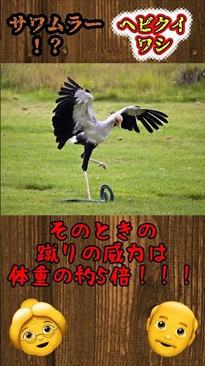 【キック】👵サワムラー！？ヘビクイワシについて解説❤ #shorts #ゆっくり解説 #雑学 #動物 #生き物