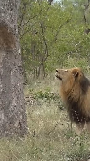 Skilled Lion Climbs Tree to Steal Prey 🦁🌳 | Nature and Wildlife