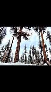 I hope you feel appreciated for everything you do. A reminder: Trees release phytoncides, antimicrobial compounds that increase the number and activity of Nk cells in your body, which help fight infections. Reminder: Breathe | Montana with glenda