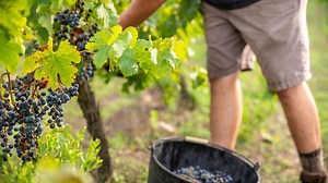 Agricoltura biodinamica, cosa c'è da sapere: le risposte a 8 domande