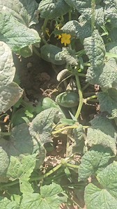 464K views · 10K reactions | No,ma pricep și la grădină? Eu zic ca atunci cand iti place înveți,si an de an o sa fie tot mai bine殺殺 | Anyta Cooking | Facebook