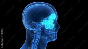 3d rendered medical animation of the sinuses