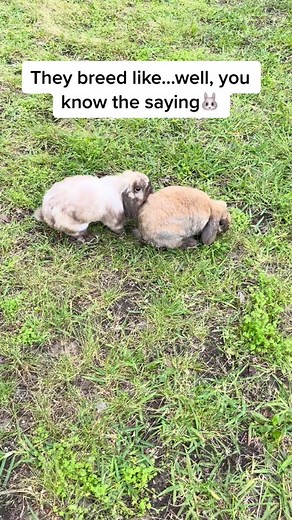 Rabbit Breeding Tips and Techniques