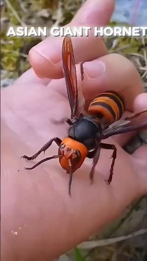 The bee