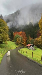 We all have hard times right now - make this video go around the world - Push the share buttom and let it fly! VIDEO @michelphotographych | Rastawhiteshepherd