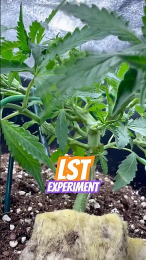 Autoflower LST Update 🔥 The Results Are Incredible #grow #cannabiscommunity #420 #LST