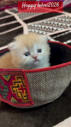 #somosum kitten, kittens, cute kitten, saved kitten, cute kittens, tiny kittens, baby kittens, kitte