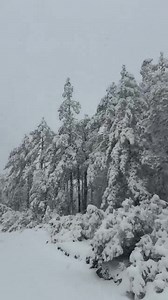 Localidad el tigre, Balleza Chihuahua. | El Monitor De Parral