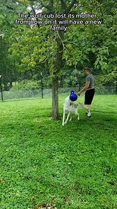 Rescue a wolf in the sewer #rescue #rescueanimals #animalsoftiktok #animals #wolf #wolfdog | We Love Dogs