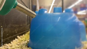 Guinea pig drinking from water bottle in pet store cage