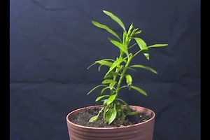 Plant dying time lapse