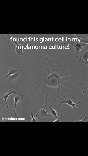 Understanding Cancer Dormancy and Senescent Cells