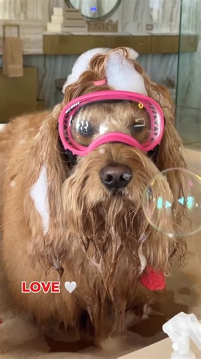 Brodie The Goldendoodle on Instagram: "A Valentine’s bubble bath with @floofbybrodie to get ready for his date! 🛁❤️ #goldendoodle #doggrooming #valentinesday"