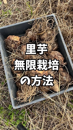 りこ | 1分で学べる自然にやさしい家庭菜園 on Instagram: "《里芋 無限栽培の方法》 収穫した里芋を、翌年の種芋にする場合、 保存に気を遣いますよね！ それならいっそのこと、 土の中に埋めてしまい、保存と植える手間を 無くしてしまおう！ という方法です😁 ＊＊＊＊＊＊＊＊＊ 野菜の栽培、お世話など、まだまだ学びながら 挑戦中です！ いいね♡ フォローしてくれると嬉しいです♡ ＠riko.farm #里芋 #種芋 #収穫 #農業 #家庭菜園 #野菜 #野菜栽培 #畑"