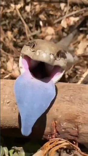 The Lizard That Gives Birth Like Humans! 😮