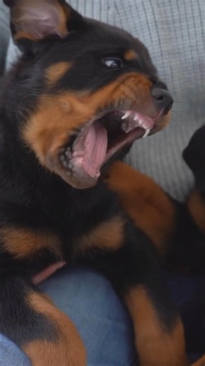 Rottweiler. A loving loyal protector. #dogs #rottweiler #dogshorts