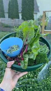Harvest time in our urban homestead garden! #gardening #urbanhomesteading #harvesttime