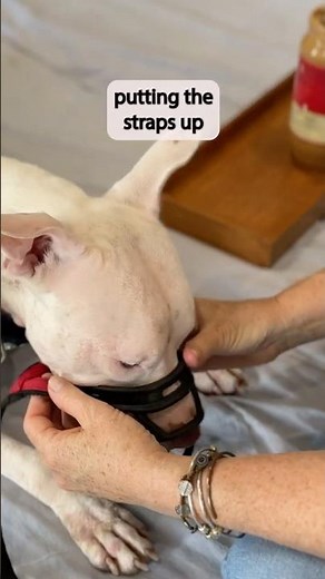 Dog Muzzle Training: Get Your Pup Comfortable With Straps