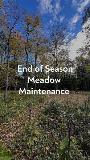 Mowing a meadow down once a year (preferably in the early fall) is essential to supporting the life of both plant and insect populations. 🍂 For a FREE landscape maintenance estimate, call (302) 893-2643, or email elliesgardenandlandscaping@gmail.com today! #Biodiversity #NativePlants #Gardening #LandscapeDesign #Habitat #Pollinator #EcologicalLandscaping | Ellie's Garden