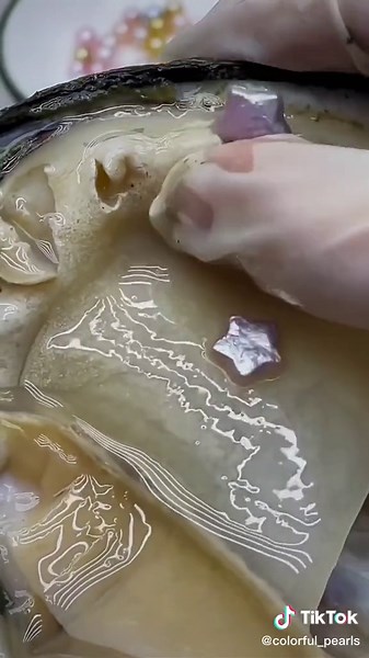 Open pearl mussel in Live #pearl