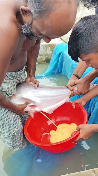 Traditional fishing pangas Big 30kg eggs river🇺🇲#short