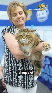 😻👉 Check out the Masterclass by Judge Aline Garel from Canada, where she breaks down the differences between the three forest cat breeds: the Maine Coon, the Siberian, and the Norwegian Forest Cat. The distinctions between these breeds are striking, and they’re a perfect example of how these stunning creatures adapt to their natural environments. I’d love to know which of these breeds is your favorite and which one you’d most like to have, write us in the comment 👇#ticacats #catshow #cats #ca