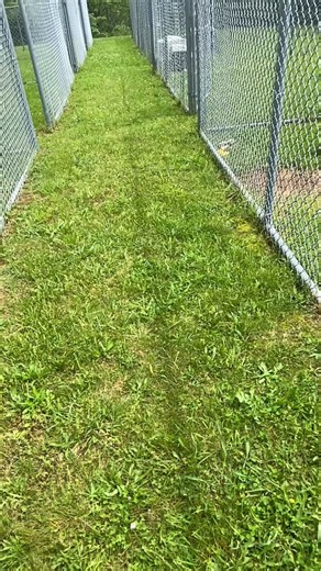 Salem 19792 male German Shepherd 2 years 3 months old neutered available for adoption! | Grant County Animal Shelter KY