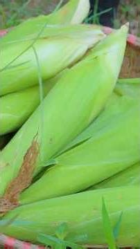 White Sticky Corn — Soft and Chewy Like Hot Sticky Rice