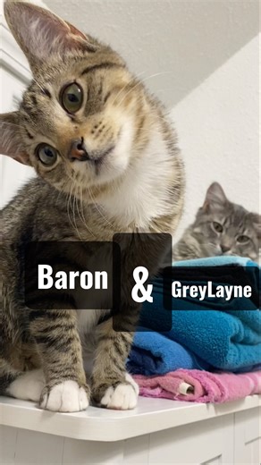 Baron & GreyLayne Learn to Never Deposit Dookie when the Bipedal Regent is Collecting Fecal Taxes