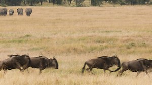 108K views · 10K reactions | Elephant, zebra and wildebeest all in frame as the Great Serengeti migration move north towards the Mara River and huge crossings expected this year! Book, make sure you experience this wonderful "Greatest Show on Earth" #safari #serengeti #royaltour #wildebeest #serengetisafaris #serngetishowlive #serengetimigration #greatmigration2022 #greatmigrationcamps #tanzaniaunforgettable #Zebra #elephant #africasafari | Great Migration Camps | Facebook