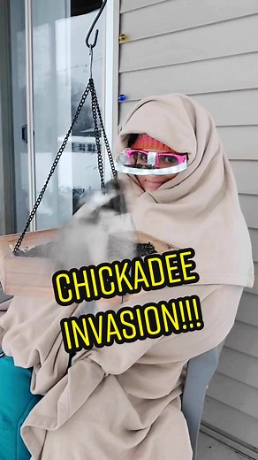 Unlimited Chickadee Invasion at Bird Feeder - Bird Watching Fun