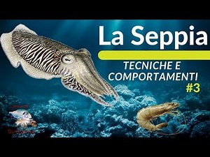 THE SEPIA (FISHING, HABIT AND HABITAT TECHNIQUES) # 3