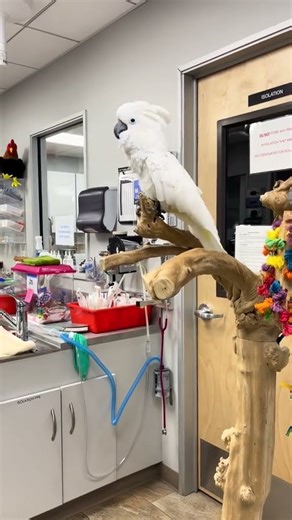 Cockatoo Fun Morning 🦜🦜#shorts #youtubeshorts #youtube