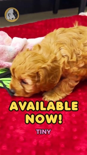 Say hello to Diane, the F1 Cavapoo girl with soft curls, bright eyes, and a heart full of sweetness! 🐾💗 Gentle, playful, and hypoallergenic, Diane is the perfect blend of cuddles and charm — always ready to melt your heart and brighten your day. She’s calm when you need comfort and spunky when it’s time to play — the sweetest little companion for every moment. 🐶✨ Comes with: ✅ Direct Home Delivery ✅ 24/7 Lifetime Vet Support ✅ Microchip & Health Certificate ✅ 3–Year Health Plan (extendable to