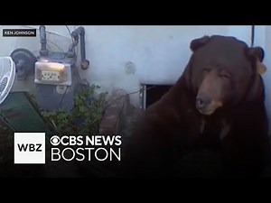 Over 500 pound bear living under man's home in California evicted after weeks