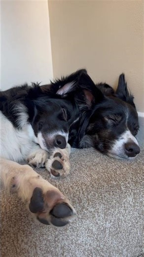 Best friends ❤️ #puppy #cute #bordercollie